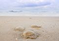Pertama Kalinya, Ratusan Ubur-ubur Muncul di Perairan Pantai Ancol