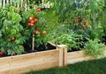 Tujuh Alasan yang Membuat Kamu Tak Ragu Lagi untuk Berkebun di Rumah, Apa Itu?