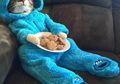 Niat Kasih Undangan Rapat, Kedutaan AS Malah Kirim Foto Kucing Lucu Berkostum Cookie Monster