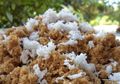 Pangan Lokal, Terdengar Kuno nan Tradisional, pada Amat Fungsional, Rugi Kalau Diabaikan