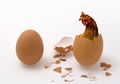 Duluan Ayam atau Telur? Sains Akhirnya Ungkap Mana yang Lebih Dulu