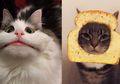 Khusus Pecinta Kucing, Snapchat Luncurkan Filter Khusus untuk Kucing