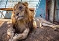 'Kebun Binatang dari Neraka': Singa Tak Lagi Menakutkan, Tampak Kerempeng dengan Wajah Babak Belur