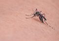 Waspada, Waktu Aktivitas Nyamuk Pembawa Virus DBD Berubah, Sekarang Menghisap Darah Malam Hari!