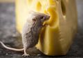 Blokir Akses hingga Perbaiki Sanitasi, Begini Cara Mengatasi Tikus Masuk Rumah!