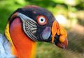 4 Spesies Burung Unik Ini Disebut Berasal dari Planet Lain, Salah Satunya Hidup di Indonesia