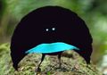4 Spesies Burung Ini Dikira Bukan dari Bumi, Ada yang di Indonesia!