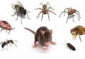 Taruh Tanaman Ini, Rumah Dijamin Bebas Tikus Hingga Serangga