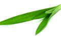 Iris Tipis 3-5 Lembar Daun Pandan di Kamar Mandi, Ajaib, Ini yang Akan Terjadi!