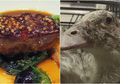 Kekejaman di Balik Hidangan Mewah Foie Grass: Ada Angsa yang Dicekoki Makanan secara Paksa agar Hatinya 'Bengkak'