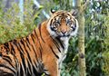 WWF: Populasi Satwa Liar Menurun 60% Dalam 40 Tahun Terakhir