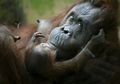 Menyambut Java, Bayi Orangutan Yang Lahir di Kebun Binatang Prancis