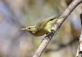 Spesies Burung Terbaru Ditemukan di Pulau Rote, Apa Keunikannya?