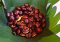 Bukan Cuma Jadi Favorit Pecinta Warteg! Konsumsi Jengkol Ampuh jadi Obat Alami 8 Penyakit Mematikan Ini