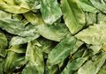 Daun Salam Jadi Obat Asam Urat Murah Meriah, Tapi Malah Jadi Bahaya Jika Diminum Oleh Orang-orang dengan Kondisi Ini