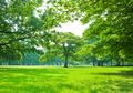 Viral Video Tanah 'Bernapas' di Hutan Kanada, Apa yang Sebenarnya Terjadi?