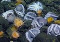 Para Ilmuwan Temukan ‘Peternakan’ Gurita Terbesar di Laut Dalam
