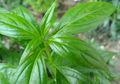 Sebelum Bronkitis Menjadi Radang Paru-paru, Sembuhkan dengan Obat Alami Ini