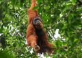 Tidak Hanya Manusia, Gara-gara Karhutla Orangutan pun Terkena ISPA