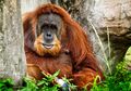 Hutan di Rawa Tripa Berkurang, Kehidupan Orangutan Sumatra Terancam