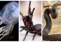 Sering Jadi Meme, 7 Hewan dari Australia Ini Sangat Berbahaya Lho