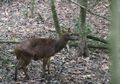 Empat Rusa Timor Hasil Konservasi Dilepasliarkan di Hutan Mojokerto