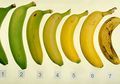 Beda Warna Pada Buah Pisang Ternyata Beda Kandungan Gizinya, Ini Penjelasannya