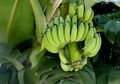 Enggak Nyangka! Batang Pisang Jika Dikonsumsi dalam Bentuk Ini Bisa Berikan Perubahan Luar Biasa pada Tubuh, Atasi Sembelit hingga Bikin Cepat Langsing