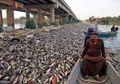 Ribuan Ikan Mas di Irak Ditemukan Mati Secara Misterius, Bangkainya Menutupi Sungai