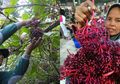 Kaya Manfaat untuk Kesuburan Wanita, Tips dan Trik Menanam Bibit Buah Parijoto di Rumah Sendiri