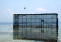 Pertamina Ecocamp dan Pelepasliaran Elang Bondol di Kepulauan Seribu
