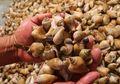 Seorang Laki-Laki Asal Australia Meninggal Dunia Setelah Makan Siput, Kok Bisa?