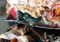 Untuk Kesekian Kalinya, Potongan Plastik Ditemukan di Tubuh Hewan Laut