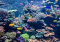Terumbu Karang Rusak, Otoritas Thailand Tutup Pantai Buat Wisata. Apakah Indonesia Berani Mencontohnya?