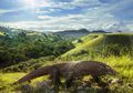 Taman Nasional Komodo Batal Ditutup, Tapi Mengapa Warga Malah Bingung? Inilah Penjelasannya...