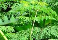 Daun Kelor Penolak Hantu dan Sihir? yang Benarnya Untuk Kesehatan, Obat Diabetes Hingga Anti Aging