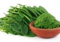 Lagi Tren Obat Tetes Ekstrak Daun Kelor, Ternyata Selain Sering Dijadikan Jimat Daun Kelor Memang Punya Jutaan Khasiat, Disayur Juga Sedap