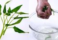 Rendam Kangkung Semalaman di Dalam Air dan Rasakan Khasiat Luar Biasa Untuk Mengobati Beragam Masalah Kesehatan Ini