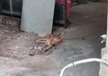 Diduga Saksikan Pembunuhan Satu Keluarga, Anjing Ini Terlihat Berlinang Air Mata