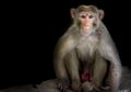 Populasi Monyet Pembawa Virus Herpes Meningkat, Apa Dampaknya?