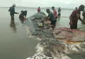 (Video) Nahas, Paus Sperma Mati dengan Berbagai Sampah di Dalam Perut