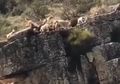 (Video) Anjing-anjing Ini Berjatuhan dari Tebing Beserta Rusa Buruannya