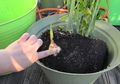 Apa Alasan Berkebun Jadi Syarat agar Bisa Terima Bantuan? Ini Kata Gubernur Gorontalo