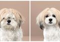 Nggak Cuma Manusia, 7 Anjing Ini Jadi Tambah Cakep Usai Cukur Rambut