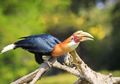 Miris, Ratusan Burung Hasil Buruan Diselundupkan dari Kalimantan