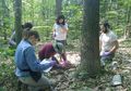 Virus Raksasa Langka Ditemukan Pada Tanah di Hutan AS, Seperti Apakah?