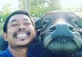 Persahabatan Tak Lazim Manusia dan Kerbau: Dia 'Terpaksa' Terima Sumbangan Rp 60Juta, Memangnya untuk Apa?