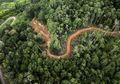Pembukaan Tambang Emas di Hutan Beutong Mengancam Habitat Satwa Langka