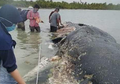 Paus Mati di Wakatobi Bukti Nyata Indonesia Darurat Sampah Plastik #SayaPilihBumi