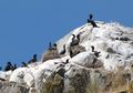Kotoran Burung Ini Jadi Sumber Pendapatan Terbesar Peru, Sekaligus Pemicu Perang dengan Amerika Serikat